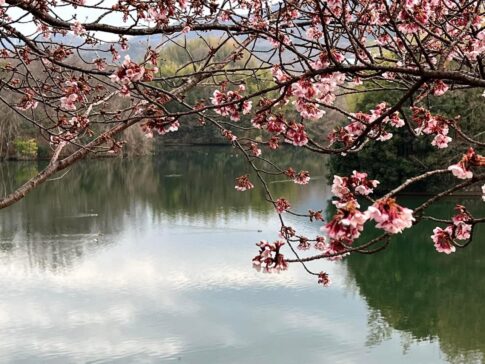 水橋池ほとりの寒桜